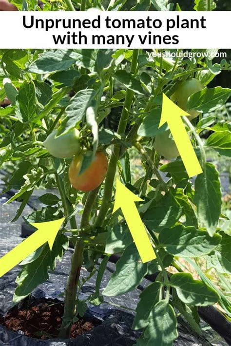 How To Care For Determinate Vs Indeterminate Tomatoes You Should Grow