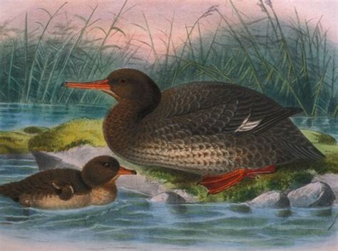 Origins Of Extinct Duck Revealed University Of Otago