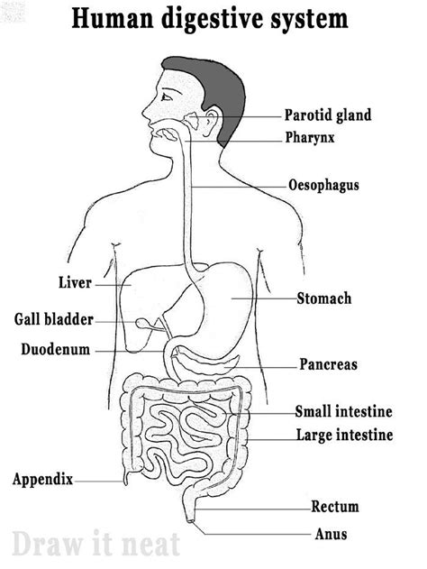 Digestive System Diagram Draw It Neat How To Draw Human Digestive