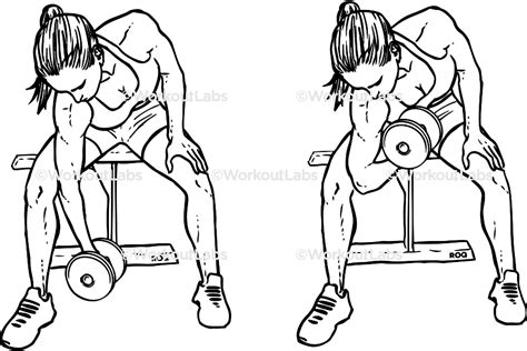 Seated Dumbbell Concentration Curls Workoutlabs Exercise Guide