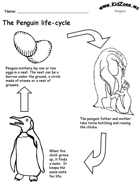 Life Cycle Of A Penguin Worksheets