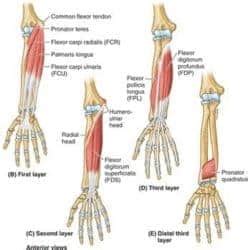 Era Sequence To Lengthen The Wrist Flexors Precision Movement