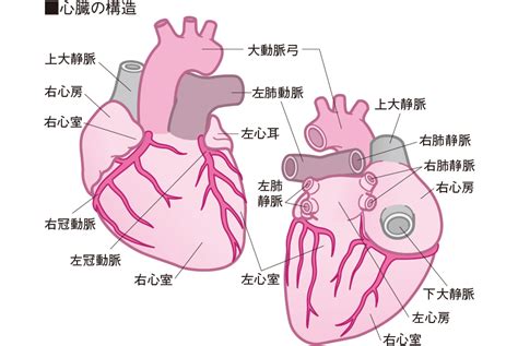 心臓 解剖 図 イラスト