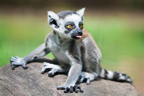 Lemur - A-Z Animals