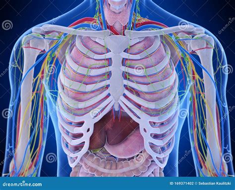 The Thorax Anatomy Stock Illustration Illustration Of Internal 169371402