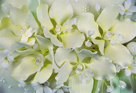 Vanda Orchid Cutters – World of Sugar Art