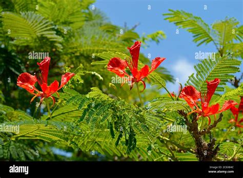 Flame of the forest tree Latin name Delonix regia Stock Photo - Alamy