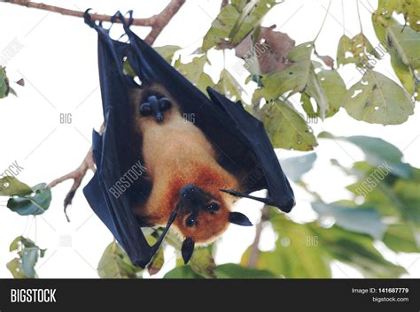 Lyle's Flying Fox ( Image & Photo (Free Trial) | Bigstock