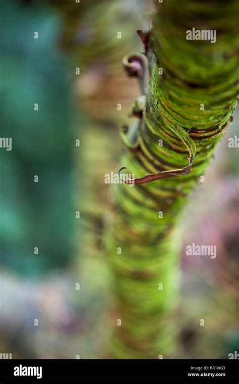 Prunus Rufa Himalayan Cherry Tree Bark Stock Photo Alamy