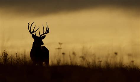 Whitetail Buck Deer Silhouette