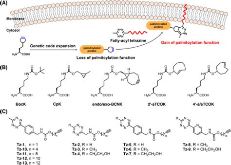 Figure From Site Specific Chemical Fatty Acylation For Gain Of