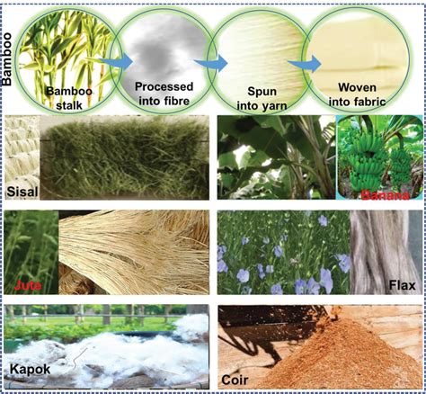 Some common examples of natural fibers. | Download Scientific Diagram