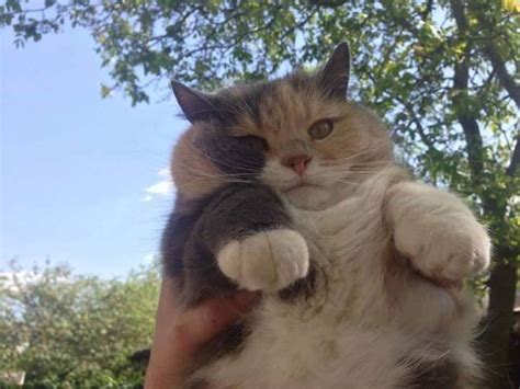 This is thicc cat : r/aww