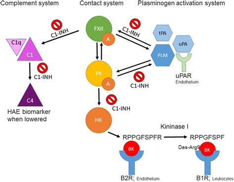 Frontiers The Search For Biomarkers In Hereditary Angioedema