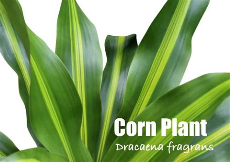 Corn Plant Care Tips - Dracaena fragrans 'Massangeana'