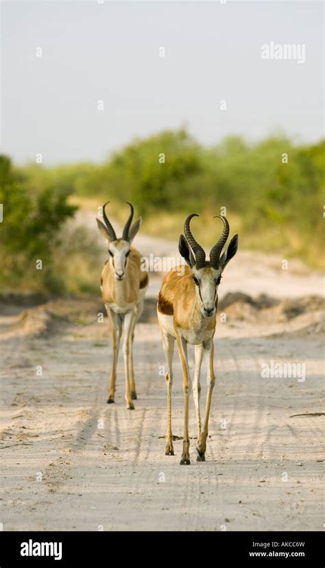 A Pair Of Springboks Antidorcas Marsupialis Walk Along A Sandy Track