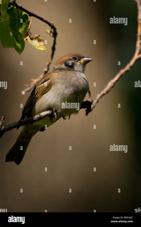 Wild bird in a natural habitat Wildlife Photography Stock Photo - Alamy