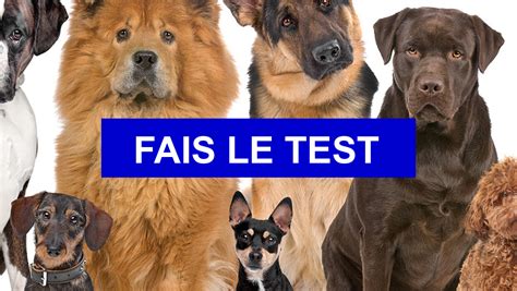 Test de personnalité Quelle race de chien te convient