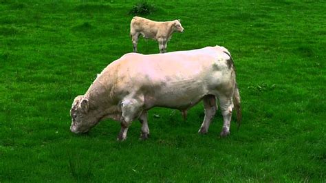 Irish Bull Grazing Youtube