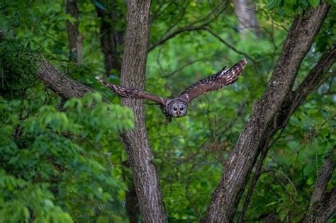 Barred Owls The Daytime Hunters With A Symphony Of Sounds And Unique