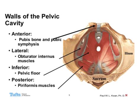 Lecture 18 Pelvis And Perineum Flashcards Quizlet