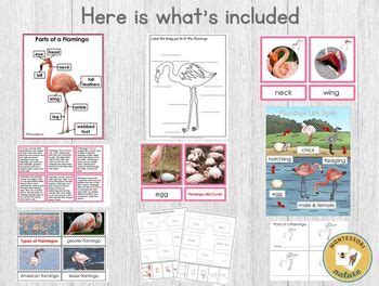 Flamingo Life Cycle and Parts of a Flamingo Characteristics | TPT