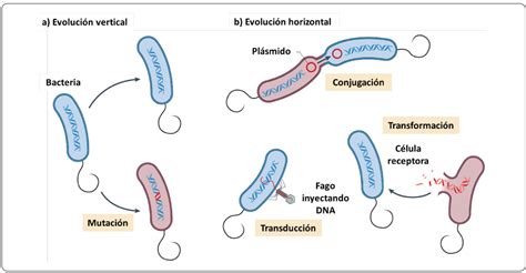 La Batalla Contra Las Superbacterias No M S Antimicrobianos No Hay Eskape