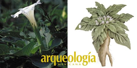 Tipos Y Efectos De Las Plantas M Gicas De M Xico Arqueolog A Mexicana