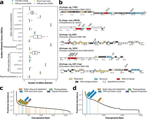 Distribution Of Phage Auxiliary Metabolic Genes Amgs A Amg Abundances