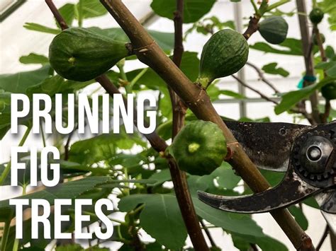 Pruning Fig Trees In The Spring How To Trim A Fig Tree For Better Results