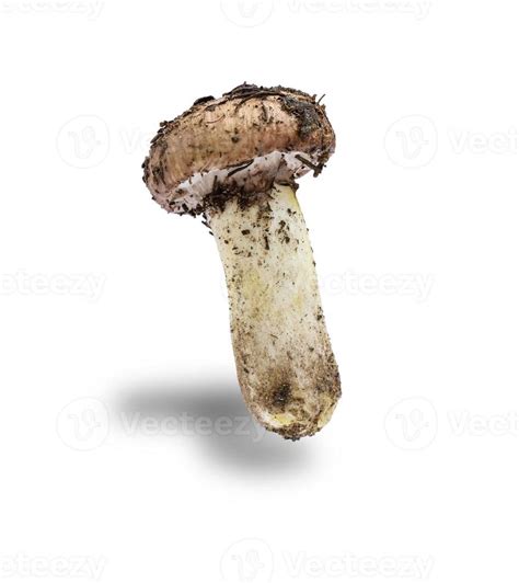 edible mushroom Suillus luteus isolated on white background 19762396 ...