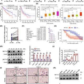 Mettl Promotes Usp Translation In An M Adependent Manner A