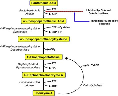 Vitamin B5 Pantothenic Acid Benefits Food Sources Side Effects And Safety