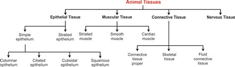 Types Of Tissues Dt9p5pff