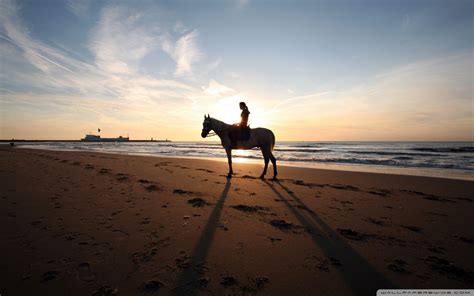 Horse On Beach Wallpapers - Top Free Horse On Beach Backgrounds ...