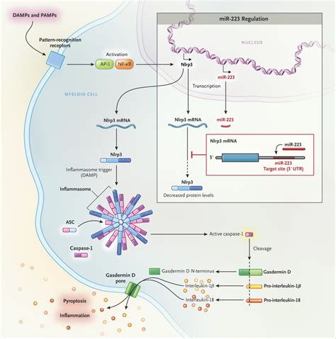 Inflammatory Bowel Disease And The Nlrp Inflammasome Nejm