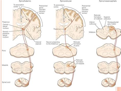 Pain pathway