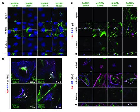 Localization Of Ha And Na In Mdck Cells Stably Expressing Acgfp Rab