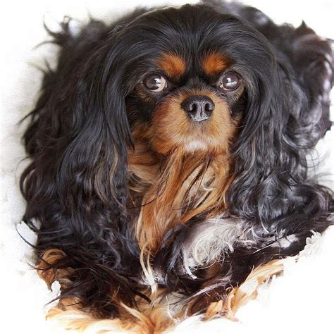 Black and tan Cavalier King Charles Spaniel | Cavalier king charles ...