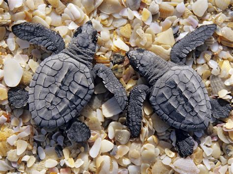 Baby Turtles HD desktop wallpaper : Widescreen : High Definition : Fullscreen