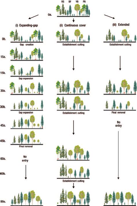 Example Of Silvicultural Scenarios Illustrating Three Variants Of The