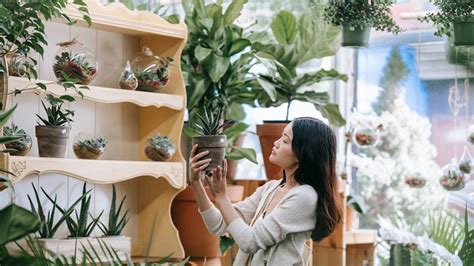 Estas Son Las Plantas De Interior Ideales Para Refrescar Tu Hogar