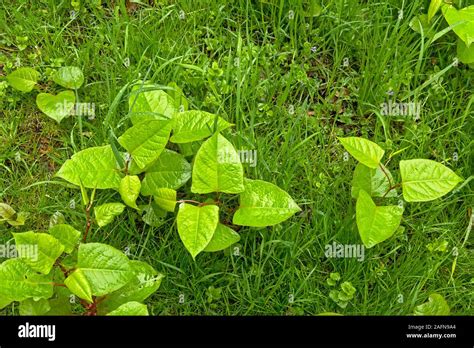 Young Japanese Knotweed Plants A Badly Invasive Species Taking Over