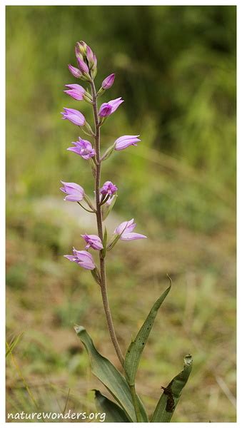 Cephalanthera Rubra L Rich Wonders At Our Feet