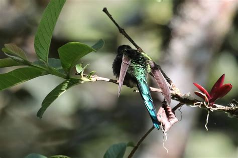 Instantes Alados Perú Y Ecuador 2018 Colibrí Verde De Cola Larga