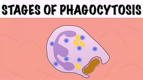 Stages Of Phagocytosis Youtube