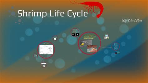 Shrimp Life Cycle by on Prezi