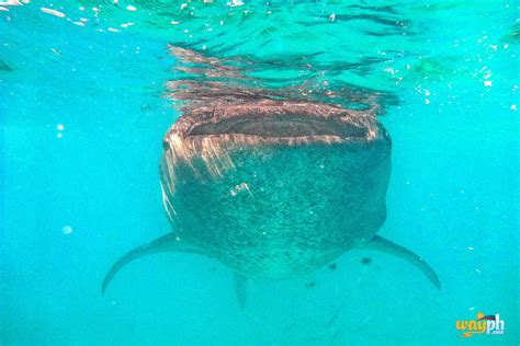 Whale Shark Watching in Oslob, Cebu - Destination Specialists (Cebu ...