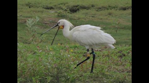 European Spoonbill YouTube