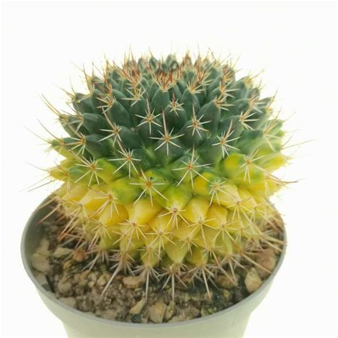 Mammillaria Melanocentra F Variegata 10 Cm Cactaceae Giromagi